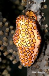 Flamingo Tongue.This photo was taken with a canon 10d. by Shawn Jackson 